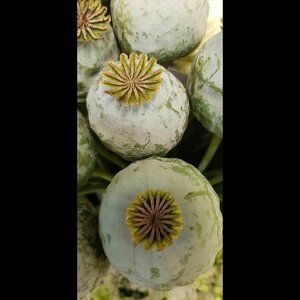 Bloembinderij De Mare image 1