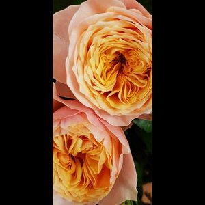 Bloembinderij De Mare image 2