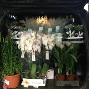 Groot in Groen image 2