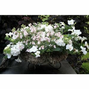 De Vier Seizoenen image 2