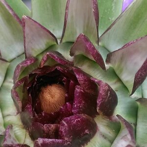 Zena Vuurwerk image 1