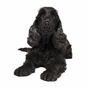 Hondentrimsalon Trim Eye image 1