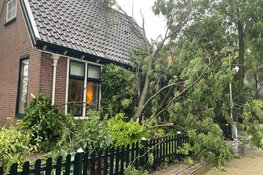 Grote boom tegen woning gewaaid in Westerland, veel schade