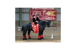 ‘Dansen te Paard’: Wironruiters houden de ‘Kür op muziekcompetitie’