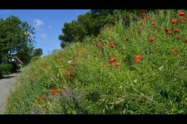 Wilt u een erf met meer bloemen en vogels? Doe dan mee met Bloeiend Erf!