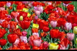 Ondernemers van Hollands Kroon: Kwekerij Siem Munster