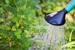 Help de natuur in de zomer:gebruik water slim