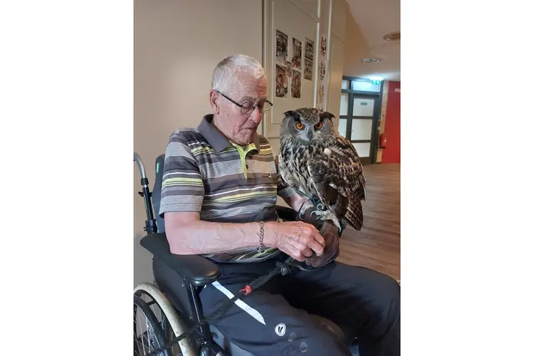Uilen naar Lelypark