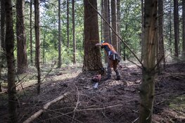 Boswerkzaamheden in Robbenoordbos van start