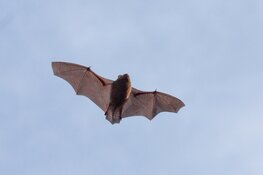 Speuren naar vleermuizen in het Robbenoordbos