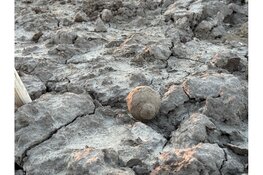 Handgranaat gevonden tijden rooien van aardappelen