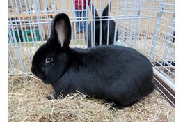 29e editie van de Kleindierenshow: De Wieringerlandshow