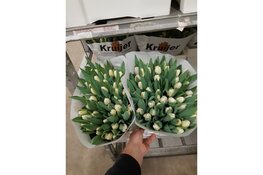 Kijkje achter de schermen bij Kruijer Bloembollen