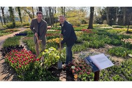 Anna Paulowna-bomen geven koninklijke geschiedenis blijvende plek in het dorp