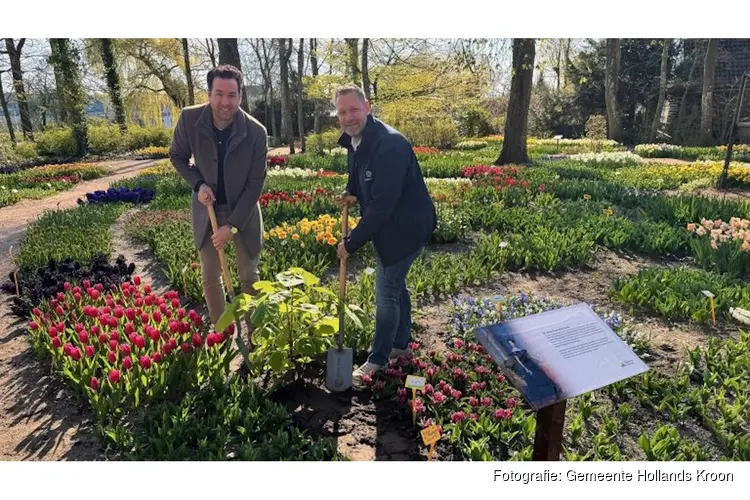 Anna Paulowna-bomen geven koninklijke geschiedenis blijvende plek in het dorp