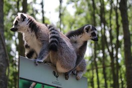 Met de bus naar Dierenpark Hoenderdaell