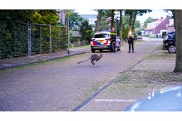 Vermiste Wallaby gevangen in Middenmeer na verdovingsschot
