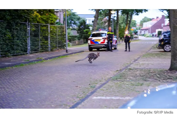 Vermiste Wallaby gevangen in Middenmeer na verdovingsschot
