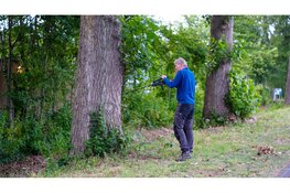 Vermiste Wallaby gevangen in Middenmeer na verdovingsschot