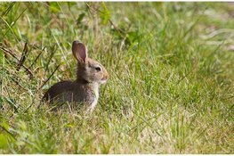 Konijnen keren terug naar Noordduinen: kleine graver, groot belang voor de natuur
