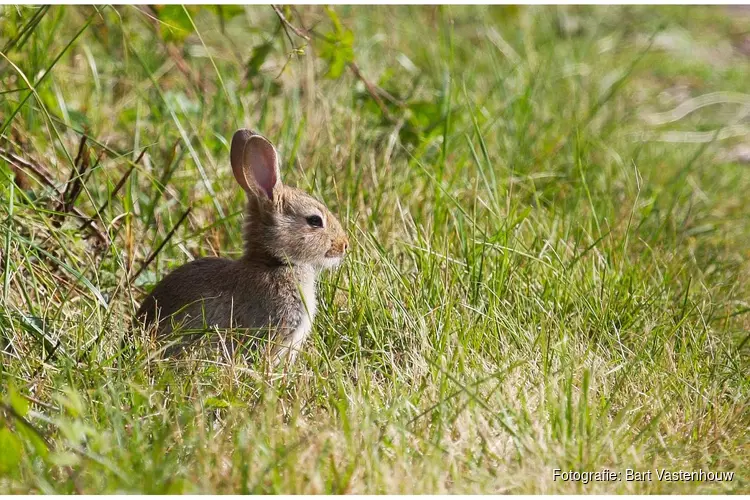 Konijnen keren terug naar Noordduinen: kleine graver, groot belang voor de natuur