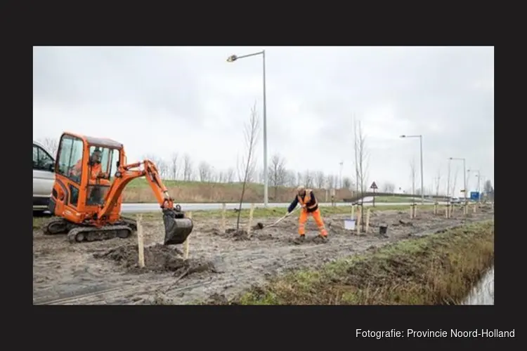 Start vervangen bomen langs N242 bij Winkel en Nieuwe Niedorp
