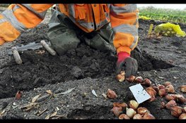 Vrijwilligers planten weer duizenden bollen in de Poldertuin