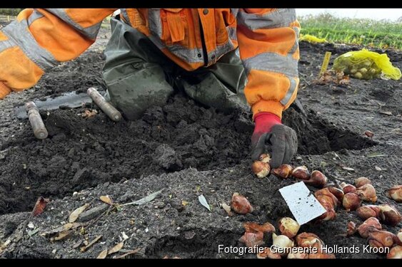 Vrijwilligers planten weer duizenden bollen in de Poldertuin
