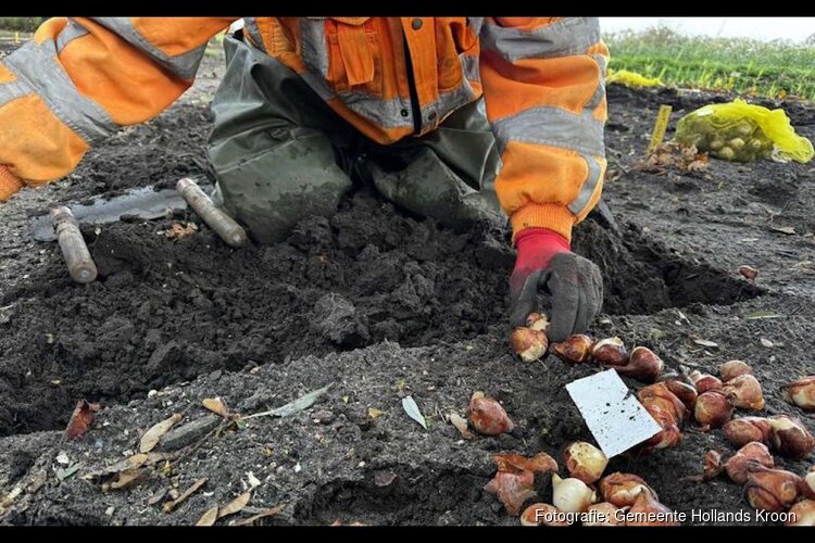 Vrijwilligers planten weer duizenden bollen in de Poldertuin