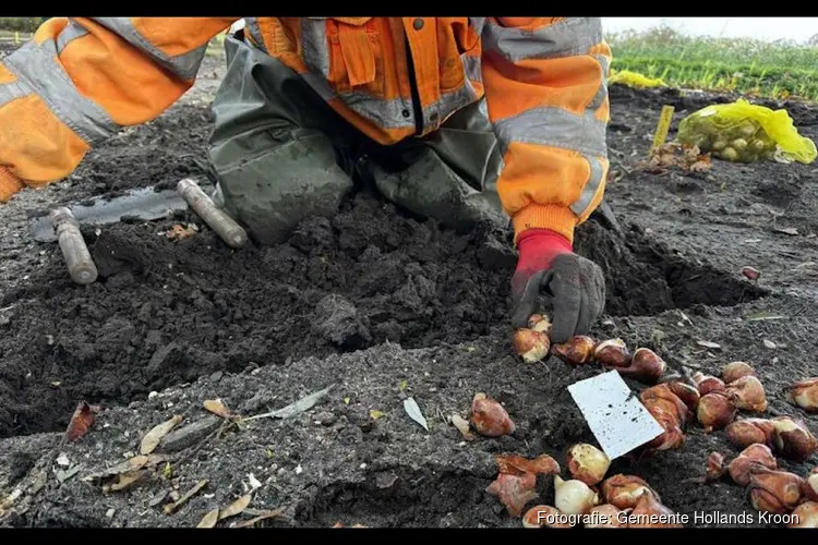 Vrijwilligers planten weer duizenden bollen in de Poldertuin