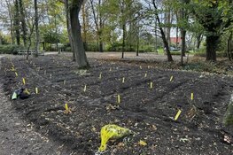 Vrijwilligers planten weer duizenden bollen in de Poldertuin