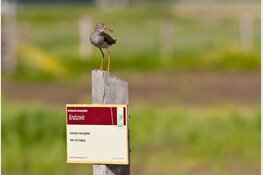 Grutto&#39;s, ganzen en nog véél meer!