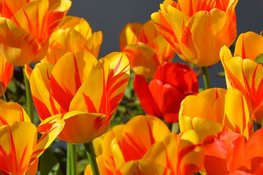 Poëzie in de Poldertuin