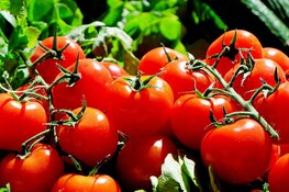 Tomatenvirus gevonden bij drie telers in Hollands Kroon