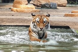 Verdrietig: voormalige circus-tijger Cita in Stichting Leeuw ingeslapen