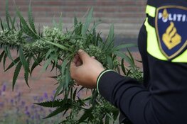 Hennepkwekerij ontdekt in Slootdorp