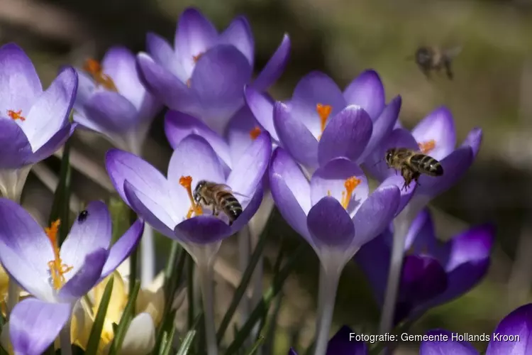 Bloembollen planten, juist nu!