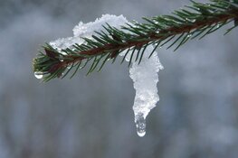 Dooi zet stevig door, binnen een week van winterse kou naar lentegevoel