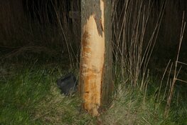 Automobiliste te water in Kolhorn